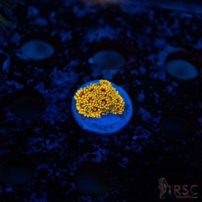 TR Solar Flare Torch A10
