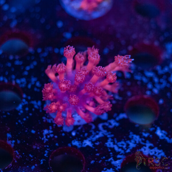 TR Pink Hippo Goni B08