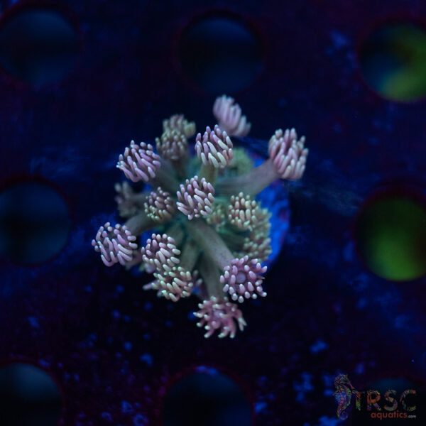 TR Pastel Polyp Goni C01