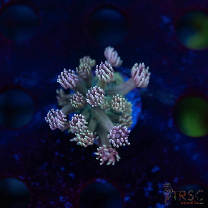 TRSC Aquatics