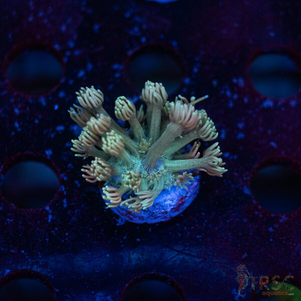 TR Pastel Polyp Goni C02