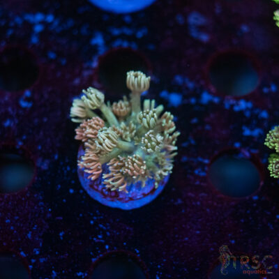 TR Pastel Polyp Goni C03