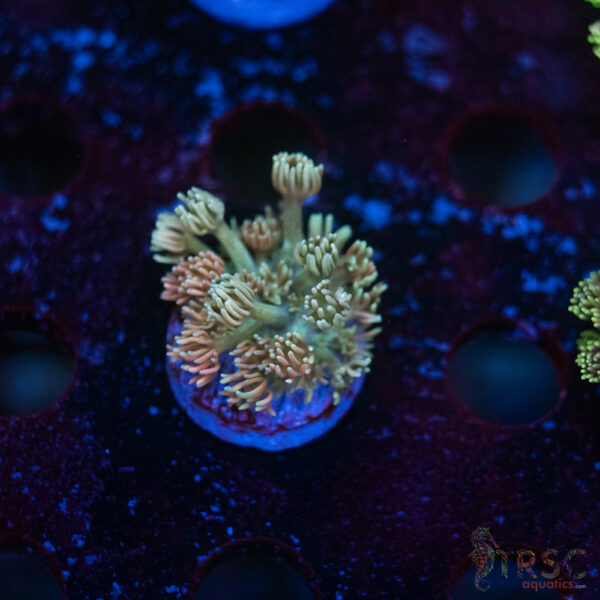 TR Pastel Polyp Goni C03