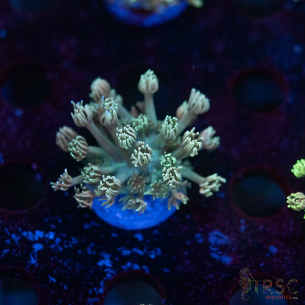 TR Pastel Polyp Goni C04