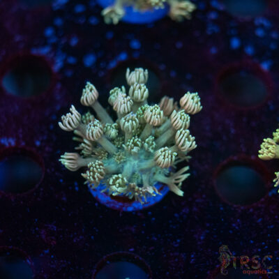 TR Pastel Polyp Goni C05