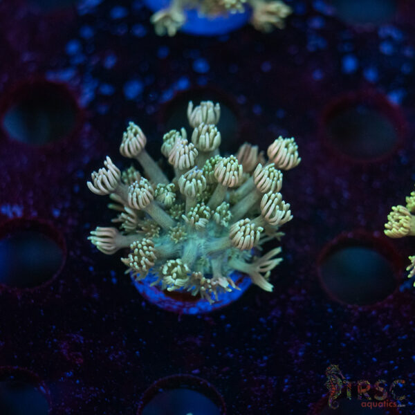 TR Pastel Polyp Goni C05