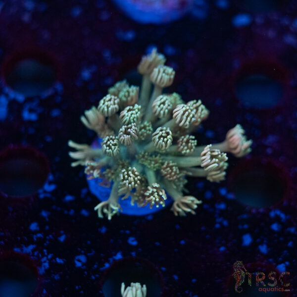 TR Pastel Polyp Goni C06