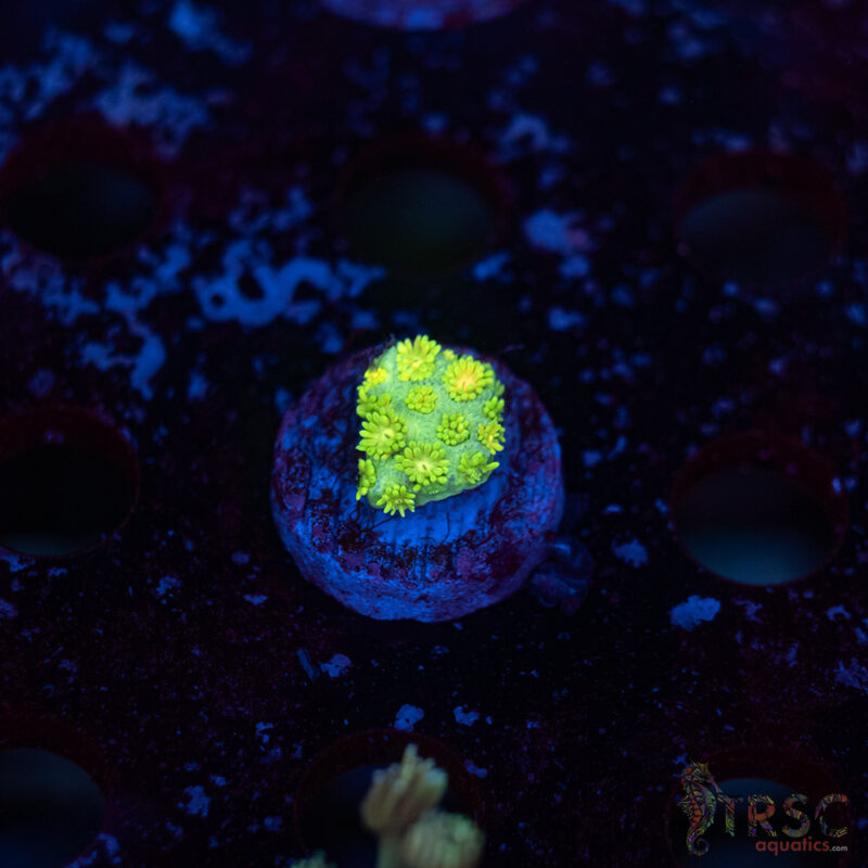 TRSC Aquatics