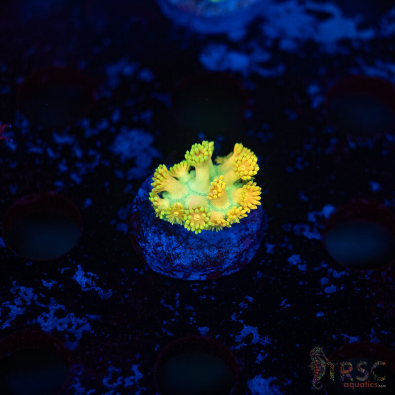 TRSC Aquatics