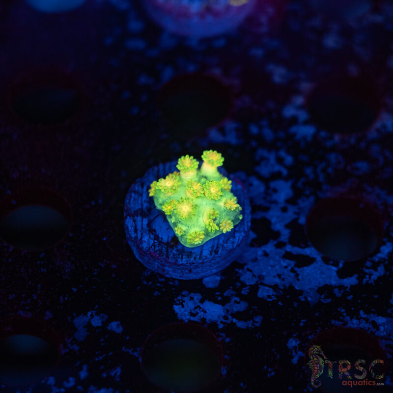 TRSC Aquatics