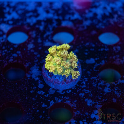 TR Lemon Sorbet Goni C10