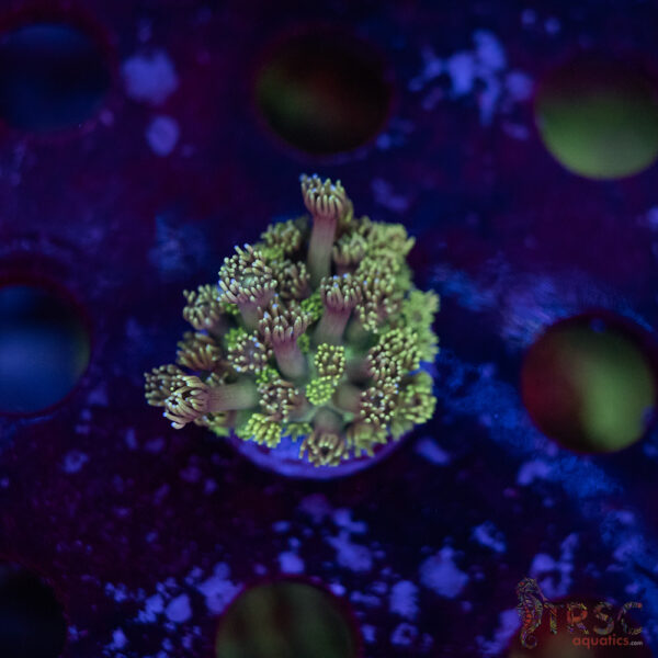 TR Pastel Polyp Goni D01