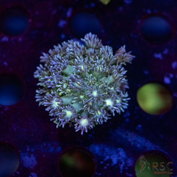TR Fairy Blue Goni D02