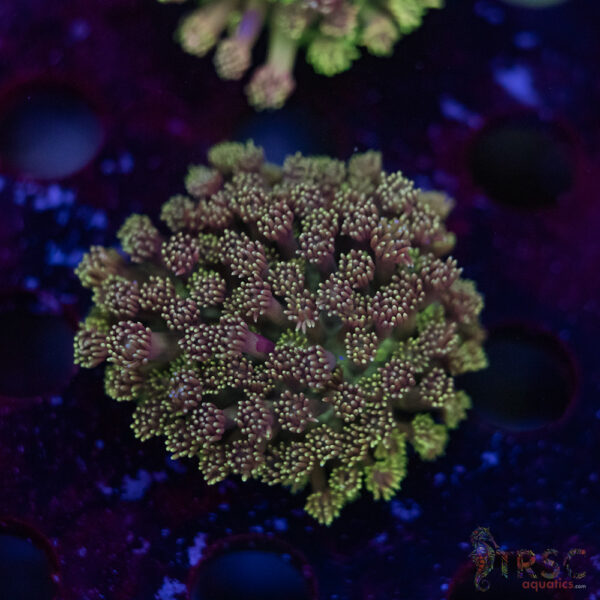 TR Pastel Polyp Goni D03