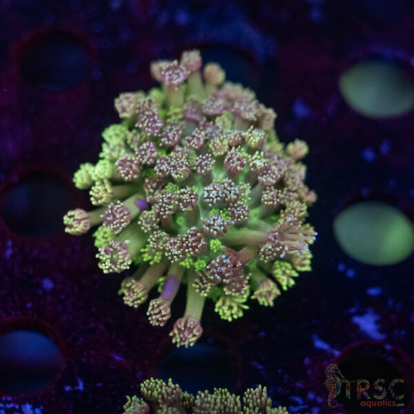 TR Pastel Polyp Goni D04