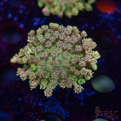 TR Pastel Polyp Goni D05