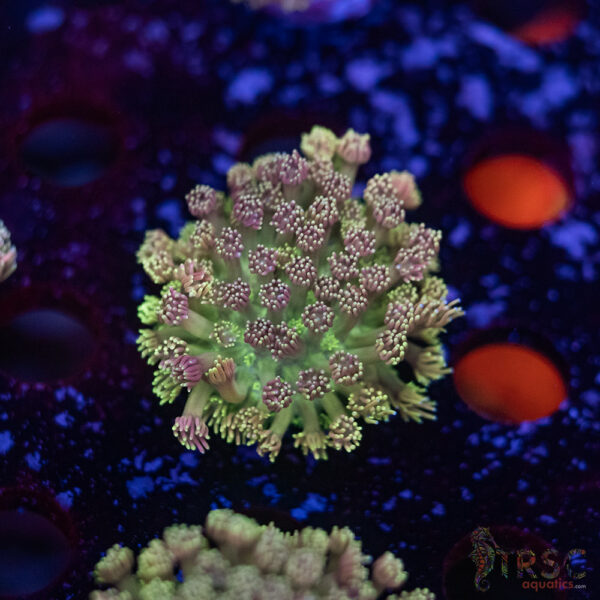 TR Pastel Polyp Goni D06