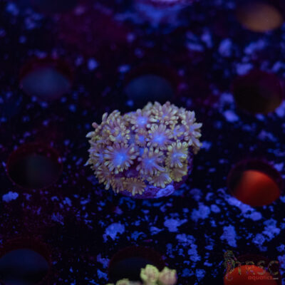 TR Blueberry Goni D07