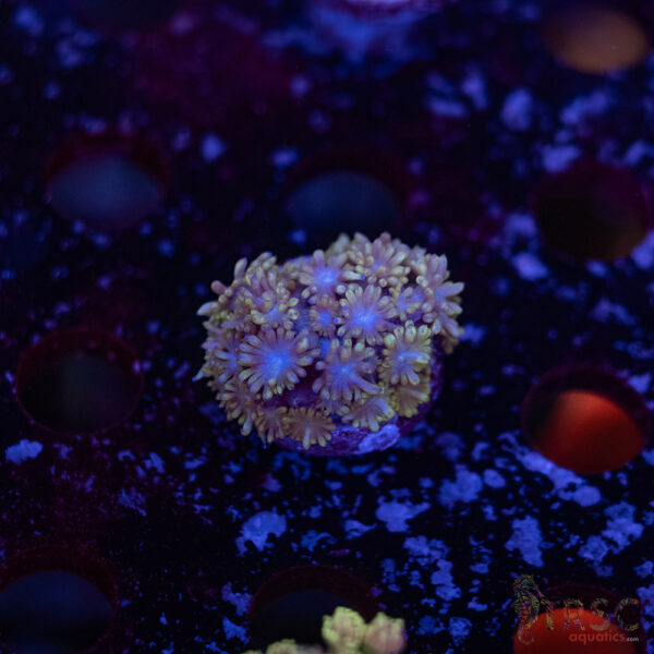 TR Blueberry Goni D07