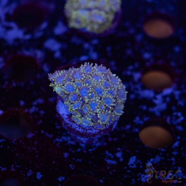 TR Blueberry Goni D08