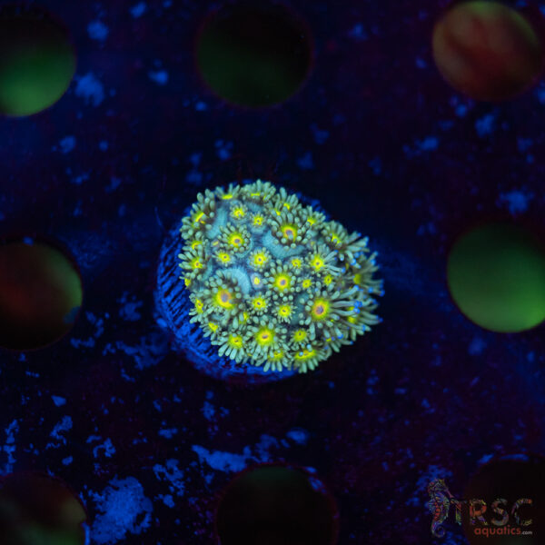 TR Daisy Polyp Goni E01