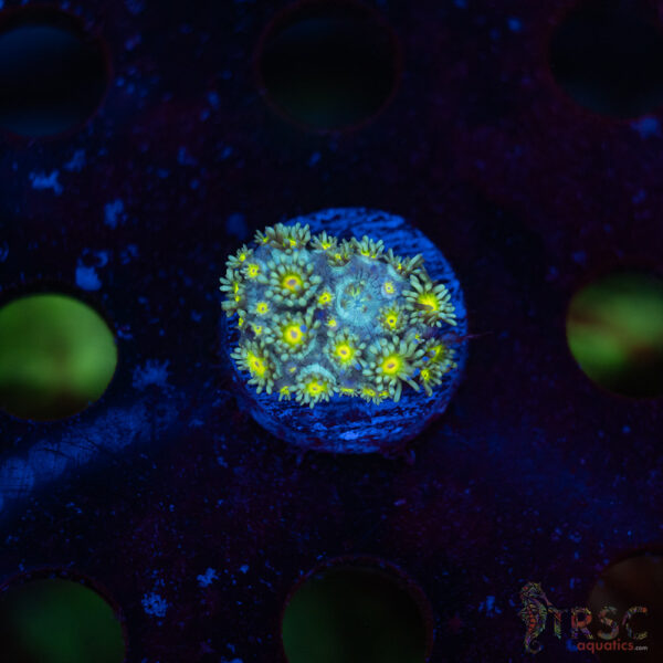 TR Daisy Polyp Goni E02