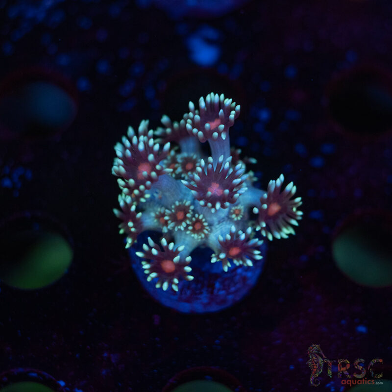 TRSC Aquatics