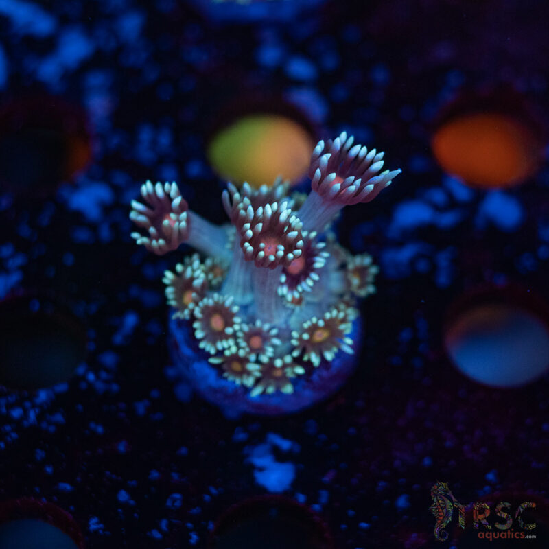 TRSC Aquatics