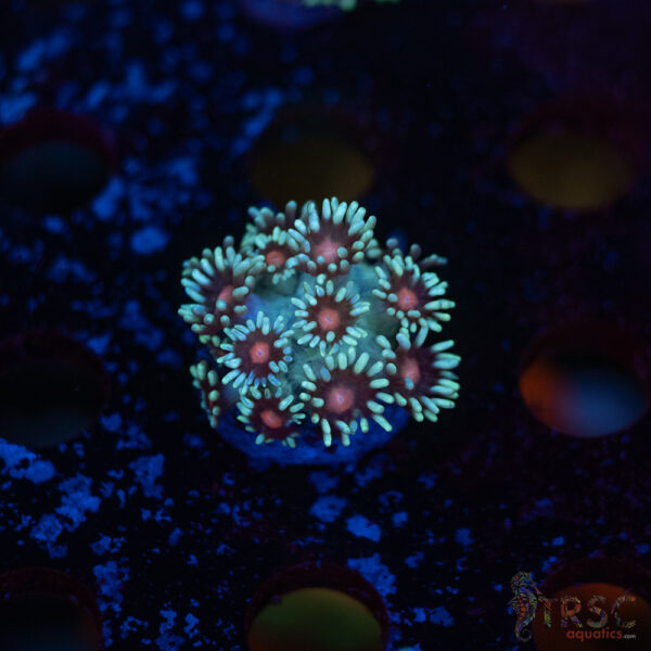 TR Red Eye Goni E07