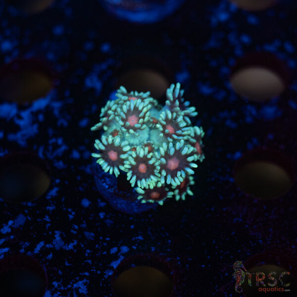 TR Red Eye Goni E08