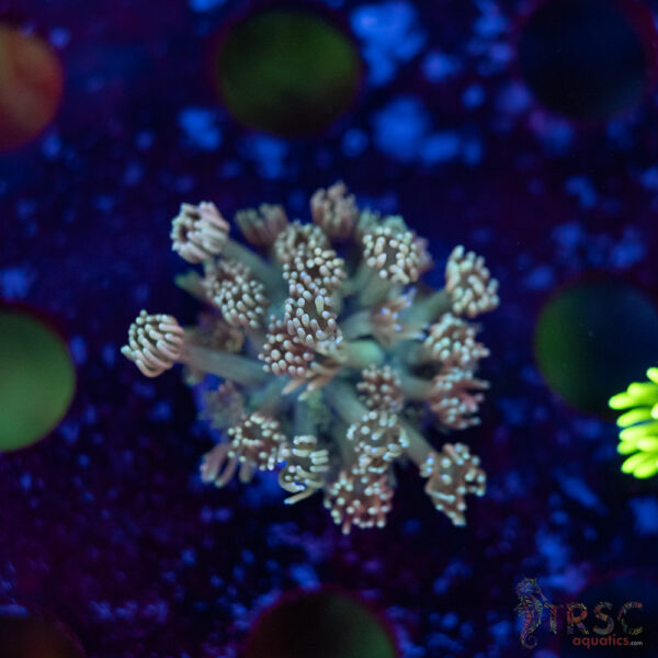 TR Pastel Polyp Goni F01