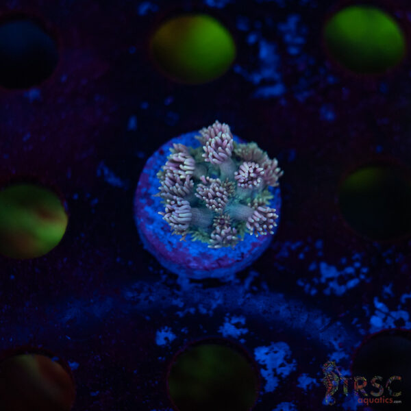 TR Pastel Polyp Goni F02