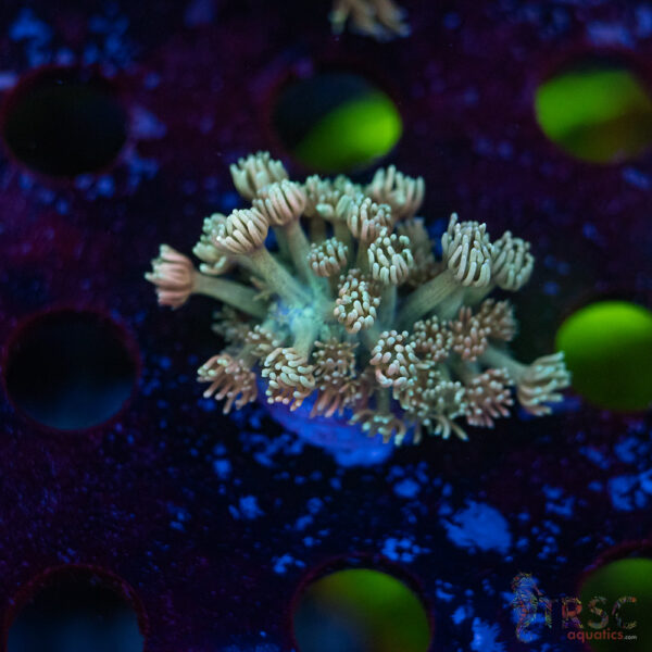 TR Pastel Polyp Goni F03