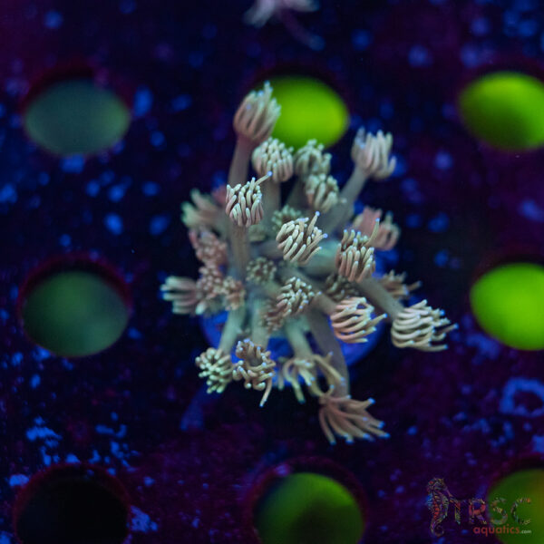 TR Pastel Polyp Goni F04