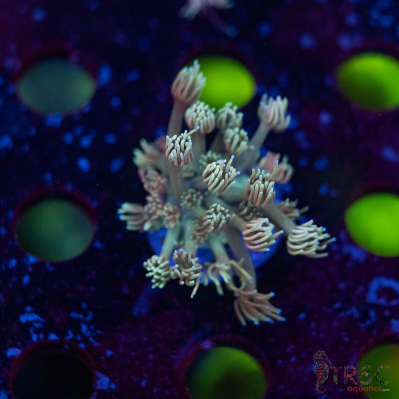 TRSC Aquatics