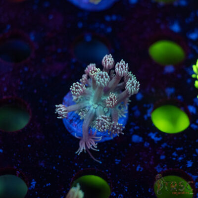 TR Pastel Polyp Goni F05