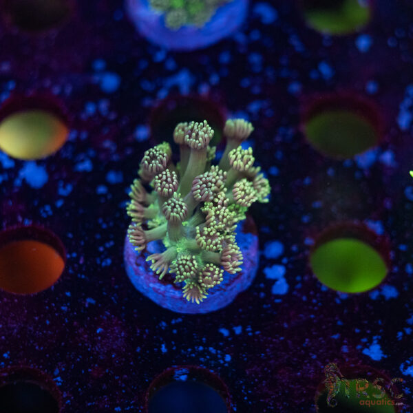 TR Pastel Polyp Goni F06