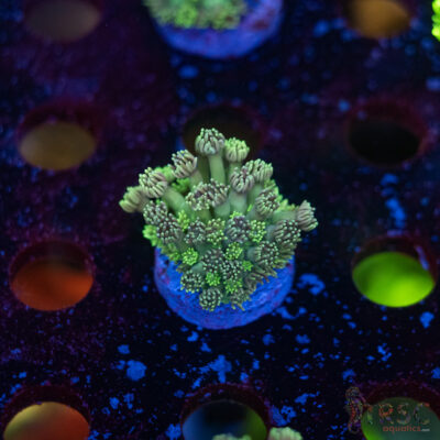 TR Pastel Polyp Goni F07