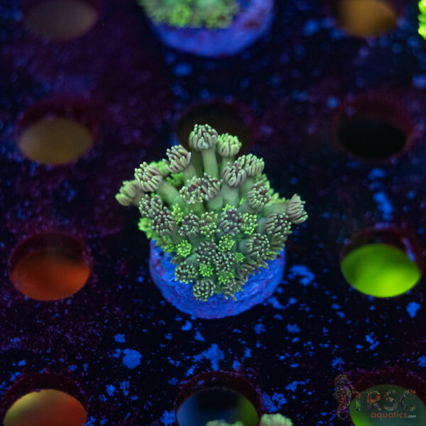 TR Pastel Polyp Goni F07