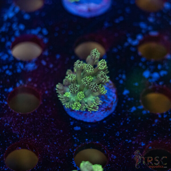 TR Pastel Polyp Goni F08