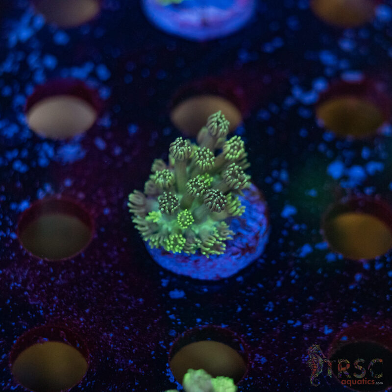 TRSC Aquatics