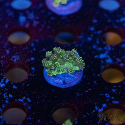 TR Pastel Polyp Goni F09