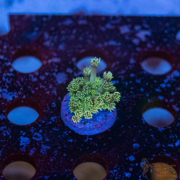 TR Pastel Polyp Goni F10
