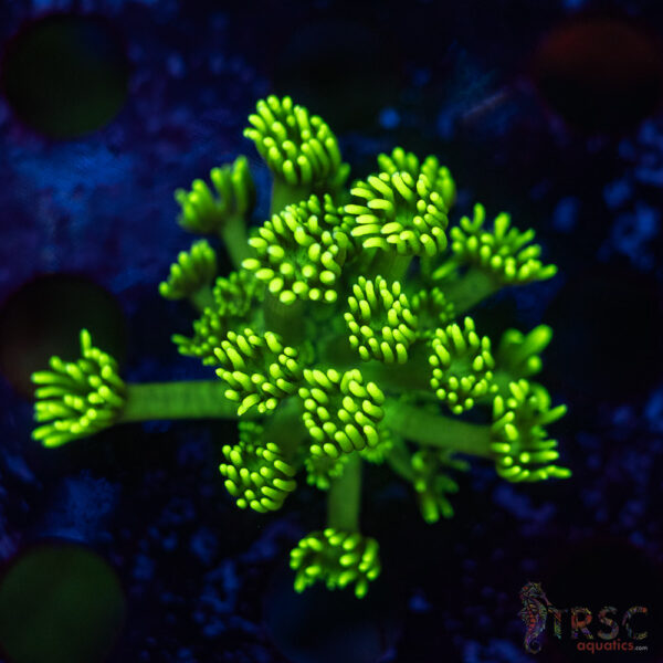 TR Hyper Green Alveopora G01