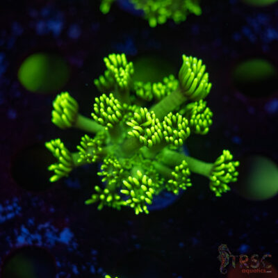TR Hyper Green Alveopora G02