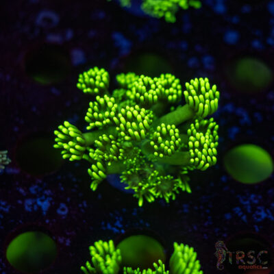TR Hyper Green Alveopora G03