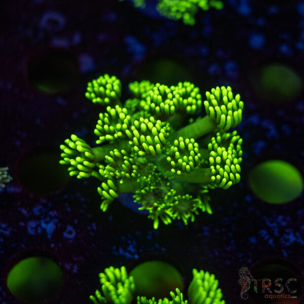 TR Hyper Green Alveopora G03