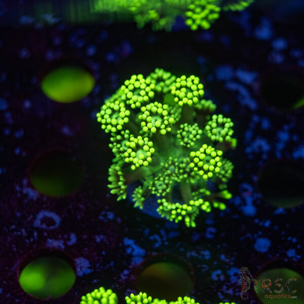 TR Hyper Green Alveopora G04