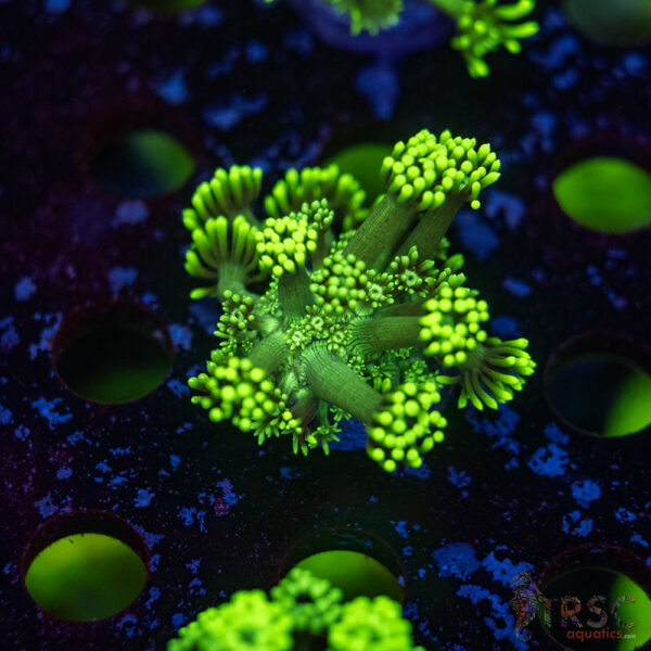 TR Hyper Green Alveopora G05