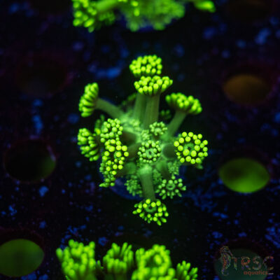 TR Hyper Green Alveopora G07